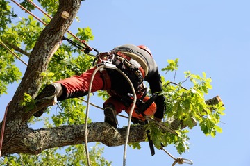 Élagage, abattage et démontage d'arbres