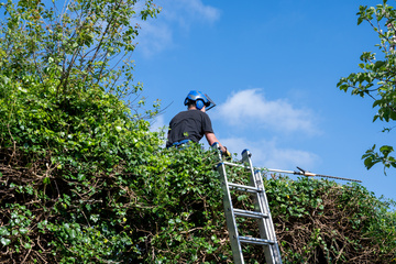 professionnel en abattage d'arbre Gradignan